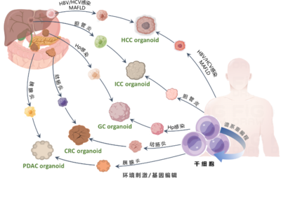 清華長庚醫院獲批三項2022年度國家重點研發計劃重點專項，引領細胞技術研發與應用新突破