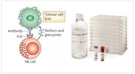 DELFIA經(jīng)典技術(shù)在單抗研發(fā)與細(xì)胞治療中的應(yīng)用——AD0116細(xì)胞殺傷專題聚焦ADCC技術(shù)研發(fā)與前景